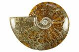 Polished Cretaceous Ammonite (Cleoniceras) Fossil - Madagascar #303945-1